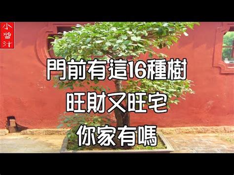 陰樹 陽樹|什麼！樹木也能分陰、陽？這到底是風水還是植物學啊？——《聆。